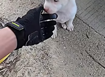 Rescue a puppy on the road and then…….. #rescue #rescueanimals #a…