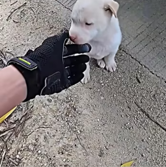 Rescue a puppy on the road and then…….. #rescue #rescueanimals #a…