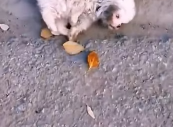 Rescue a puppy on the road ������❤️❤️❤️❤️❤️❤️❤️#rescue #rescueanimals…