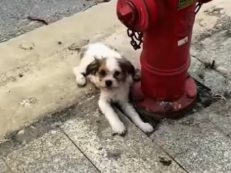 Rescue a puppy on the road ����������❤️❤️❤️❤️❤️❤️❤️❤️❤️#rescue #rescu…