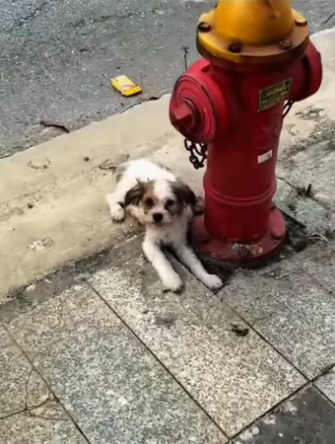 Rescue a puppy on the road ����������❤️❤️❤️❤️❤️❤️❤️❤️❤️#rescue #rescu…