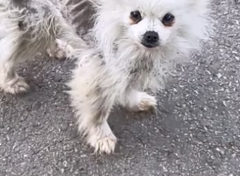 Rescue a puppy on the road �����������❤️❤️❤️❤️❤️❤️❤️❤️#rescue #rescue…