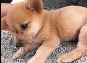 Rescue a puppy on the road. ���������❤️❤️❤️❤️❤️❤️❤️❤️#rescue #rescuea…