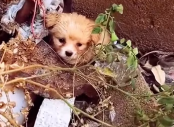 Rescue a puppy �������❤️❤️❤️❤️❤️❤️❤️❤️#rescue #rescuedog #rescueanima…