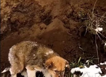 Rescue stray baby dog in snow storm . #rescue #rescuedog #rescuepuppy…