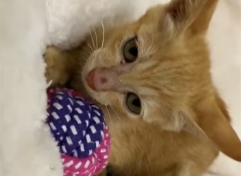 Rescue the poor exhausted kitten crawling everywhere on the road ❤️❤️…