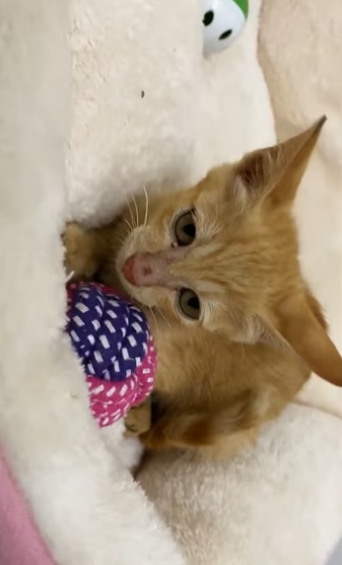 Rescue the poor exhausted kitten crawling everywhere on the road ❤️❤️…