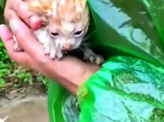 Rescued a poor cat abandoned in the middle of the road in heavy rain….