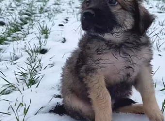 Rescued an orphan baby dog cowering and trembling in the middle of a …