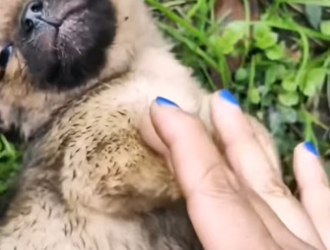 Rescued an orphan dog that was dying of hunger and thirst on the gras…