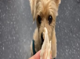 3 legged dog thrown into a kill shelter is rescued and given the love he always deserved_part2