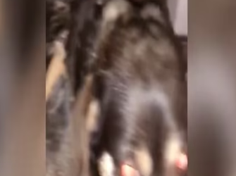 A dying stray gets another chance at a happy life_part2