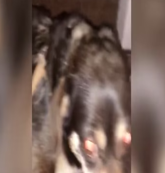 A dying stray gets another chance at a happy life_part2