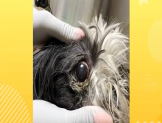 Abandoned and severely neglected Shih-tzu gets a second chance_part2