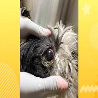 Abandoned and severely neglected Shih-tzu gets a second chance_part2