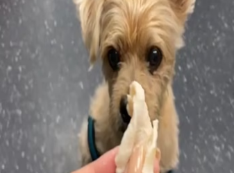 3 legged dog thrown into a kill shelter is rescued and given the love he always deserved_part2