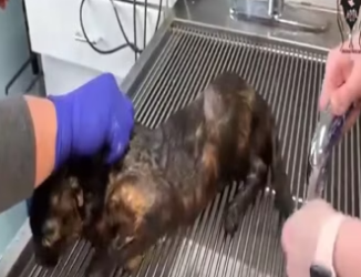 Abandoned feral cat found in horrific conditions is at last rescued_part2