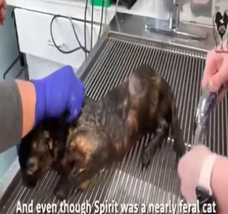 Abandoned feral cat found in horrific conditions is at last rescued_part2