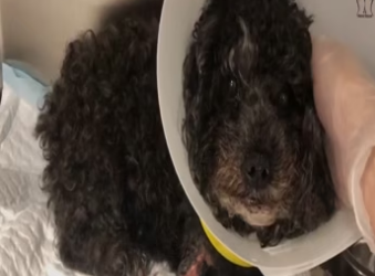 After being hit by a car, a small dog is left neglected, becomes a tripod_part2