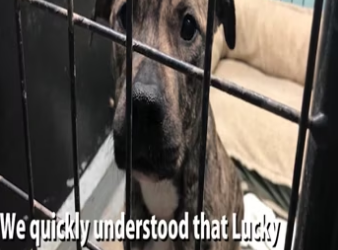 After being chained to a radiator for 6 months, Lucky is set free_part2