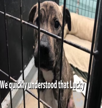 After being chained to a radiator for 6 months, Lucky is set free_part2