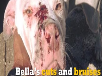 Bella the dying bait dog gets another chance at life_part2
