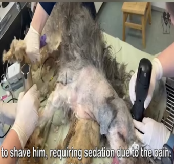 Dog Neglected For Years Finally Gets A Second Chance At Life_part2