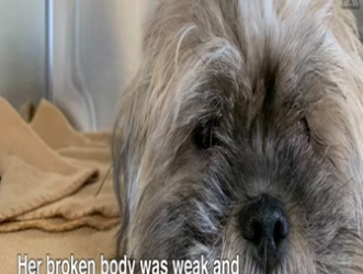 Rescue of a starved and abused pup with a broken tail_part2