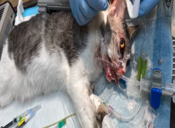 Dying stray cat, undergoes jaw wiring, gets adopted by vet who cared for him_part2