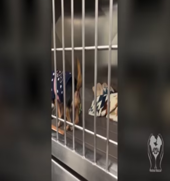 Fighting for Every Life at AMA Animal Rescue_part2