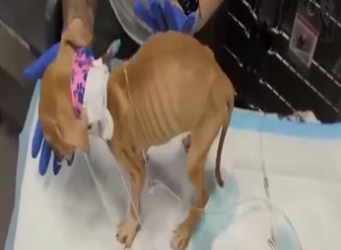 From Death’s Door to a Miracle： The Story of a Puppy Who Refused to Give Up_part2