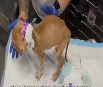 From Death’s Door to a Miracle： The Story of a Puppy Who Refused to Give Up_part2