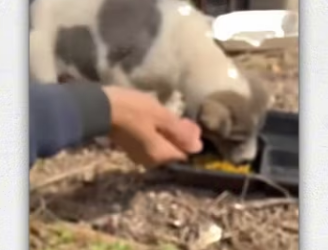 Found abandoned house chains dog_part2