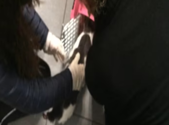 Homeless cat with no tail gets a second chance at life_part2