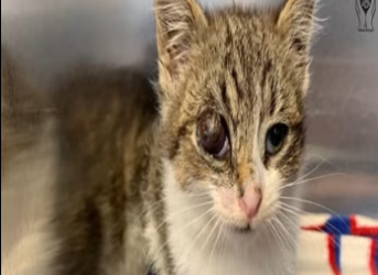 Homeless kitten with protruding eye is happy to be rescued_part2