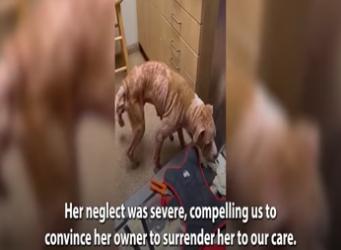 Incredible Transformation of a Severely Neglected Dog_part2
