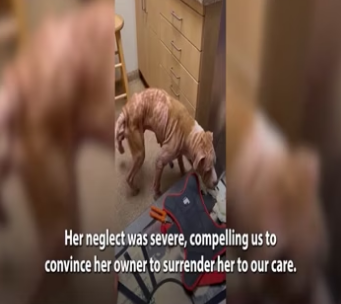 Incredible Transformation of a Severely Neglected Dog_part2