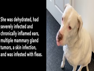 Longest resident at the AMA shelter needs your help_part2