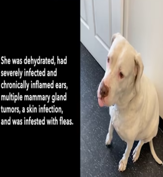 Longest resident at the AMA shelter needs your help_part2