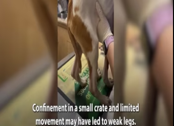 Mistreated, Terrified Rescue Puppy Slowly Learning to Trust Again_part2