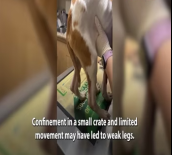 Mistreated, Terrified Rescue Puppy Slowly Learning to Trust Again_part2