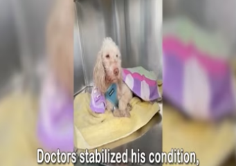 Neglected dog found lifeless in a park_part2