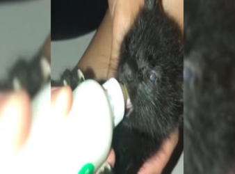 No mother in sight, two fully blind kittens are found struggling to survive_part2