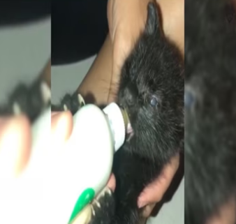 No mother in sight, two fully blind kittens are found struggling to survive_part2