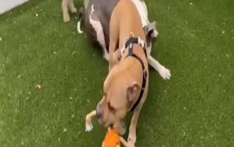 Paralyzed and unwanted pitbull has his faith restored_part2