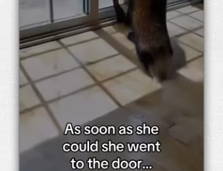 Fox family #animals #wholesome_part2