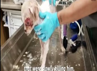Poor dog severely neglected for years is finally saved and rushed to receive medical help_part2