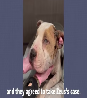 Puppy left neglected after mauled by sitters dogs – warning graphic footage_part2