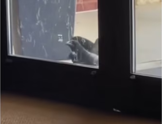 Besties #wholesome #animals