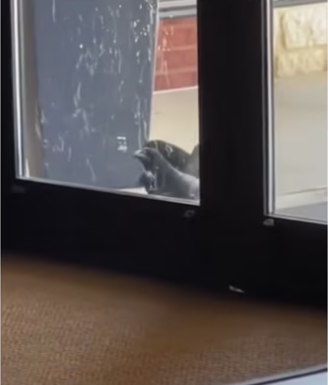 Besties #wholesome #animals